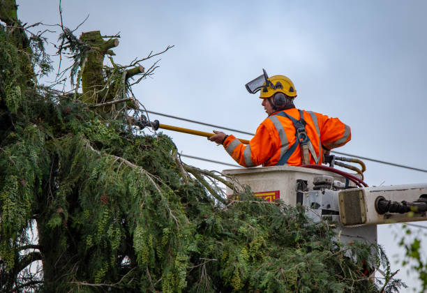 Robertsdale, AL Tree Services Company